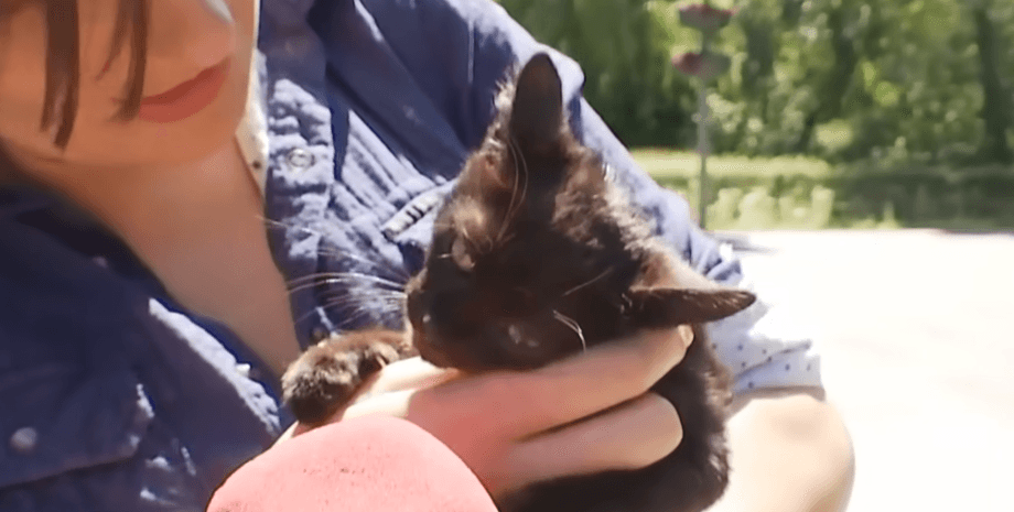 котенок со змеиного