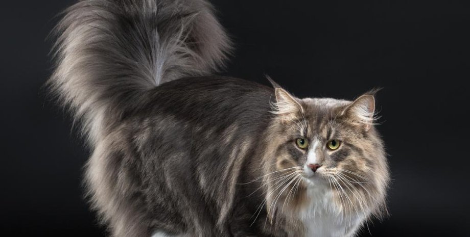 Норвежская лесная кошка