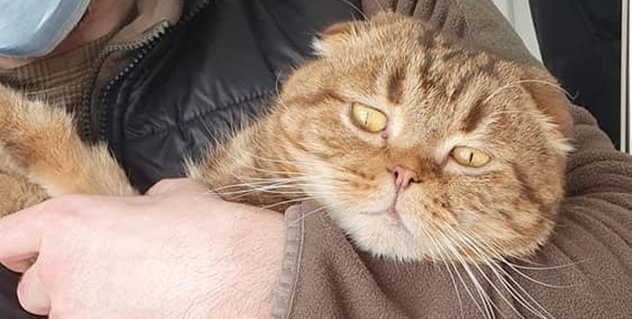 чіпування в британії, законодавство про тварин