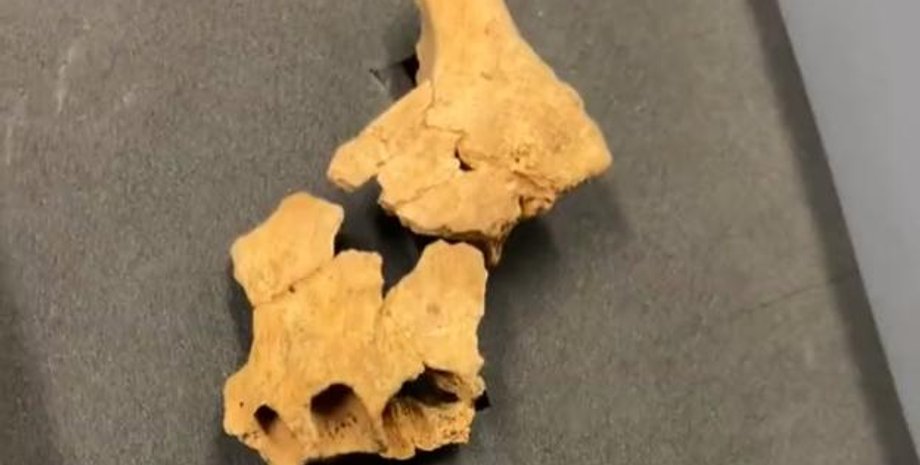 кость, стол, фото