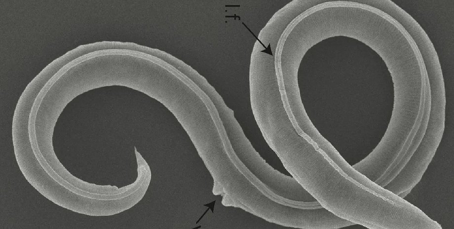 черв'яки, плоскі черв'яки, стародавні черв'яки