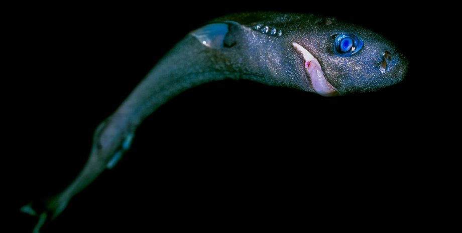 карликова акула океан карликова акула