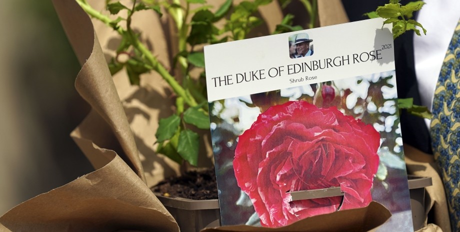 роза. сорт, герцог Эдинбургский