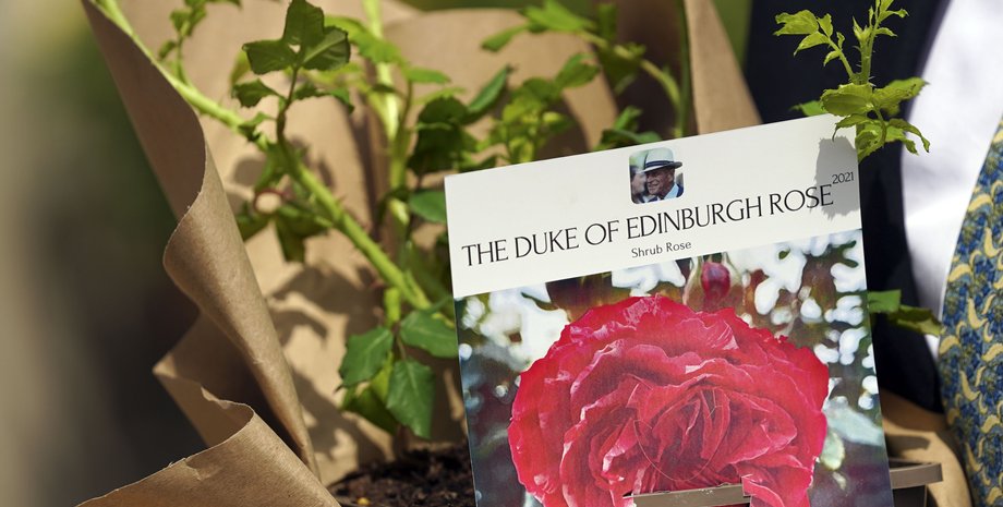 роза. сорт, герцог Эдинбургский