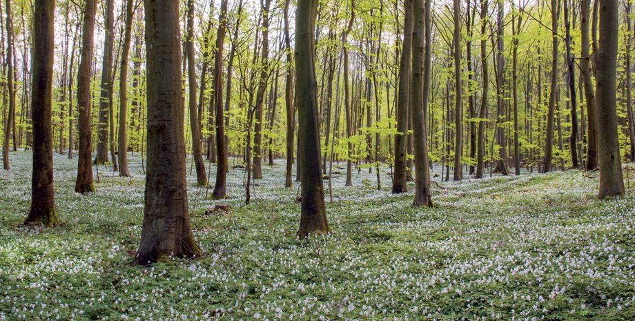 Фото: Getty Images