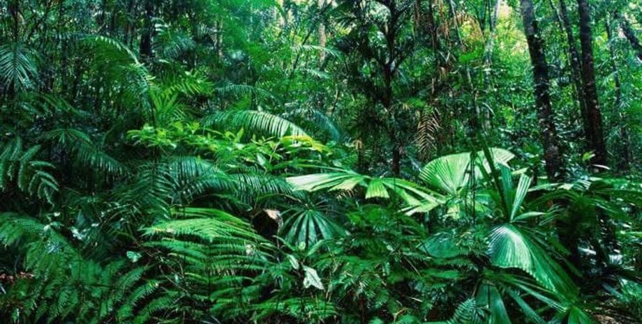 амазонка, лес, бразилия, вырубка леса, экология