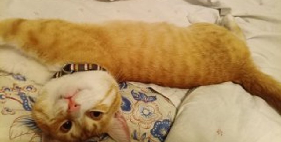 Кіт Мишко повернувся з полону разом зі своїм власником