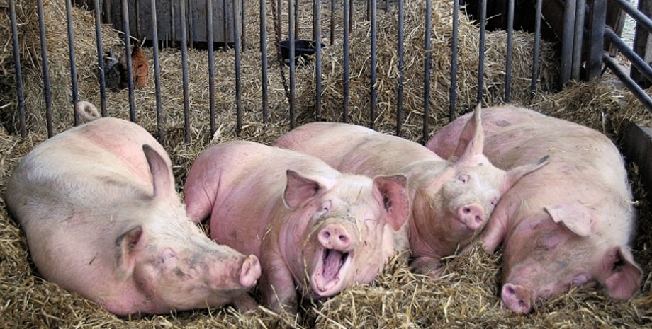 Свиньи Причина в задержке с внедрением вакцины против африканской чумы свиней