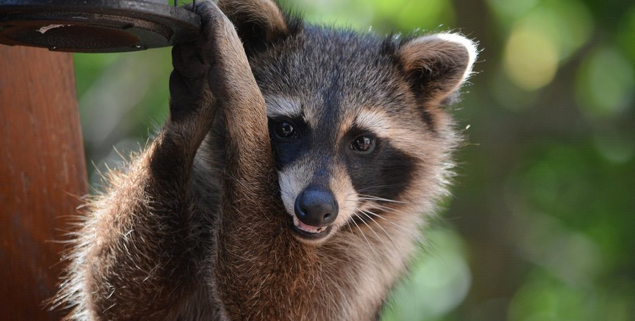 єнот, природа, тварина, фото