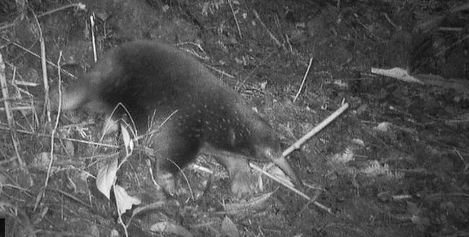 єхидна, єхидна аттенборо