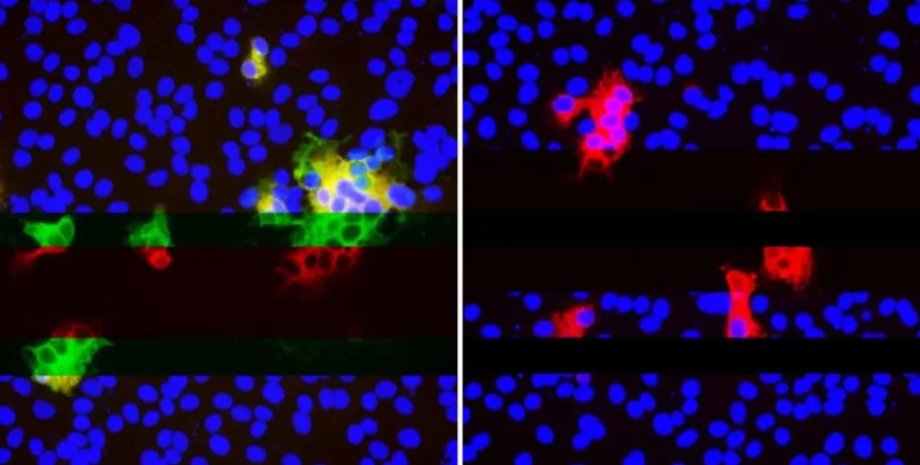 мутация, коронавирус, штамм