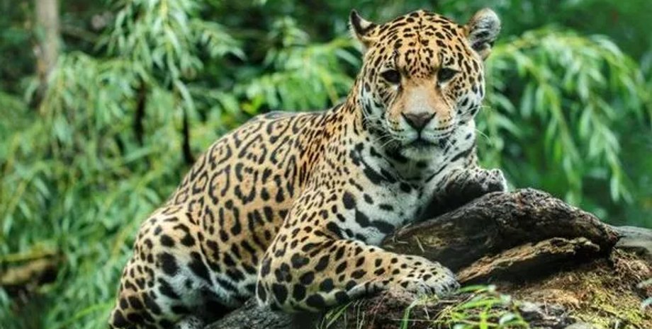 Леопард, Леопарды, африка Леопарды