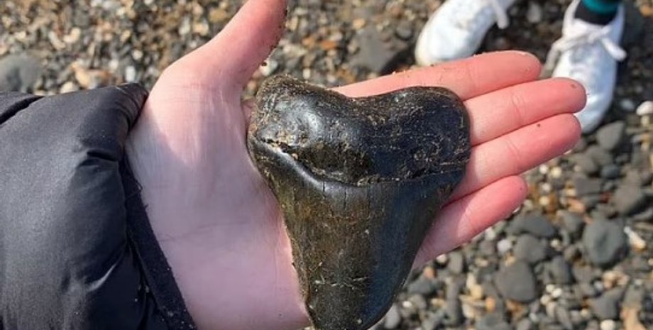 мегалодон, зуб галодон, мегалодон зуб