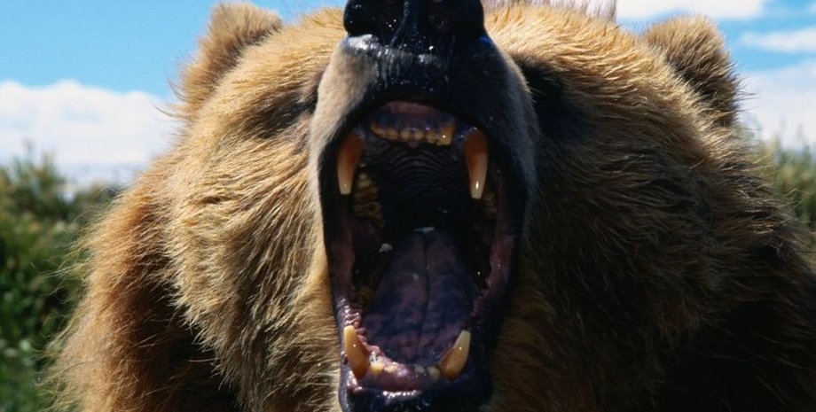 бурый медведь, бурый медведь нападение