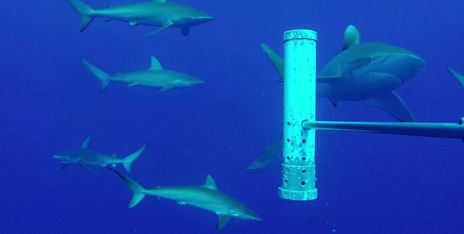 акулы, акулы в океане, акулы подводные горы