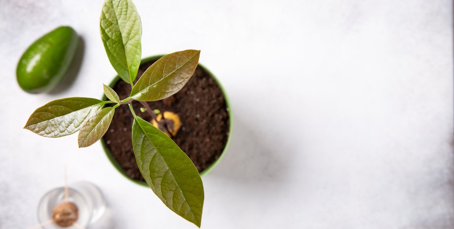 авокадо, выращивание авокадо