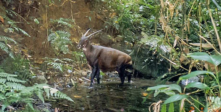 азиатский единорог саола