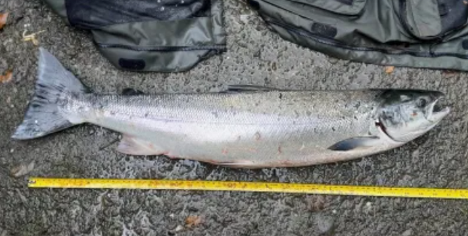 Рыбак поймал лосося и получил штраф в 3000 евро, рыбалка, суд, Великобритания, Стивен Сэмюэл, скандал, защита природы