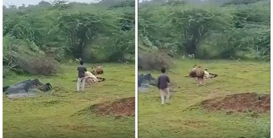 Турист пытался прервать трапезу льва: впоследствии мужчина пожалел об этом