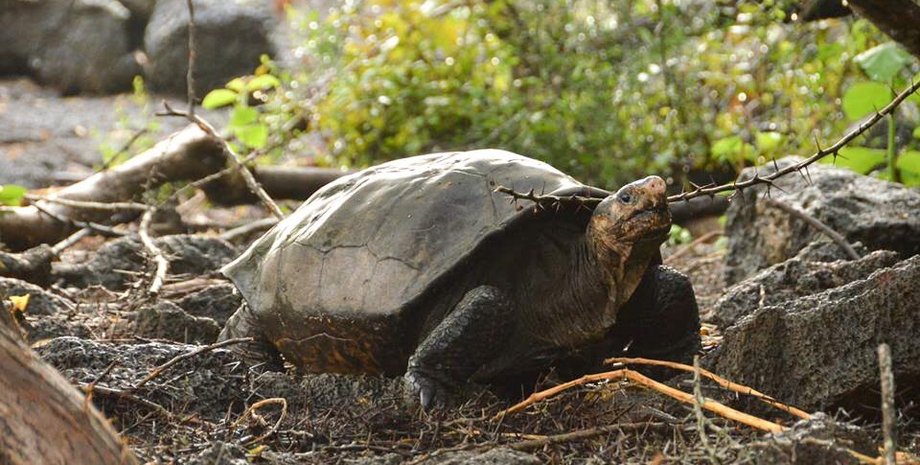 Фото: Twitter / Galapagos Conservancy