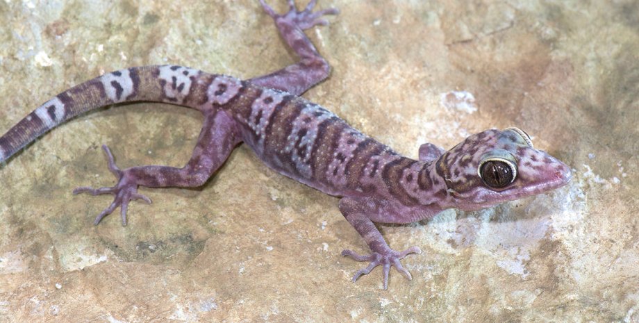 Новый представитель рода кривопалых гекконов Cyrtodactylus / Фото: L. Lee Grismer
