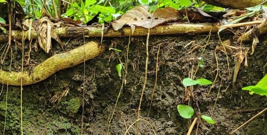 амазонка, почва, темная земля