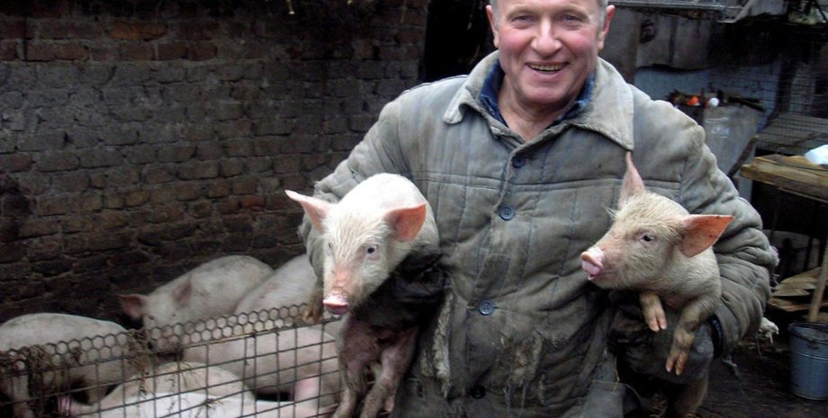 пшениця, зерно