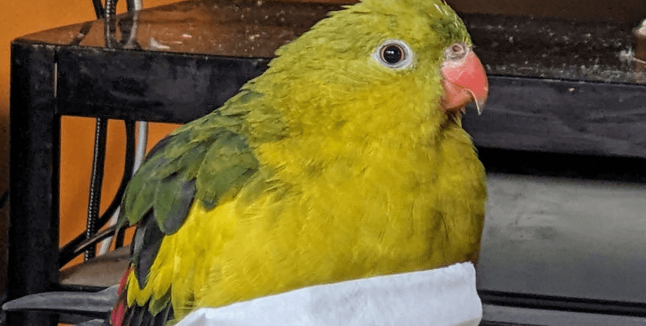 Попугай сбежал с дома, красочная птица, яркий окрас, птица, попугай, большой попугай, бурные выходные попугая, попугай ест чипсы