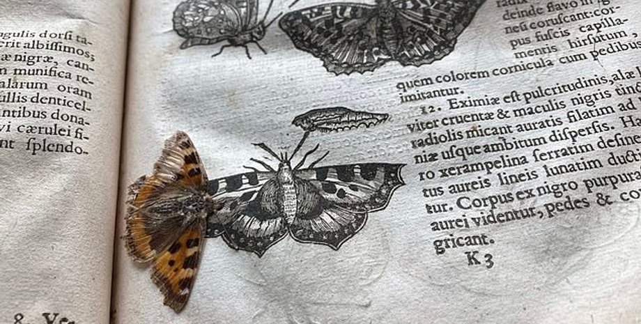 метелик, книга, бібліотека