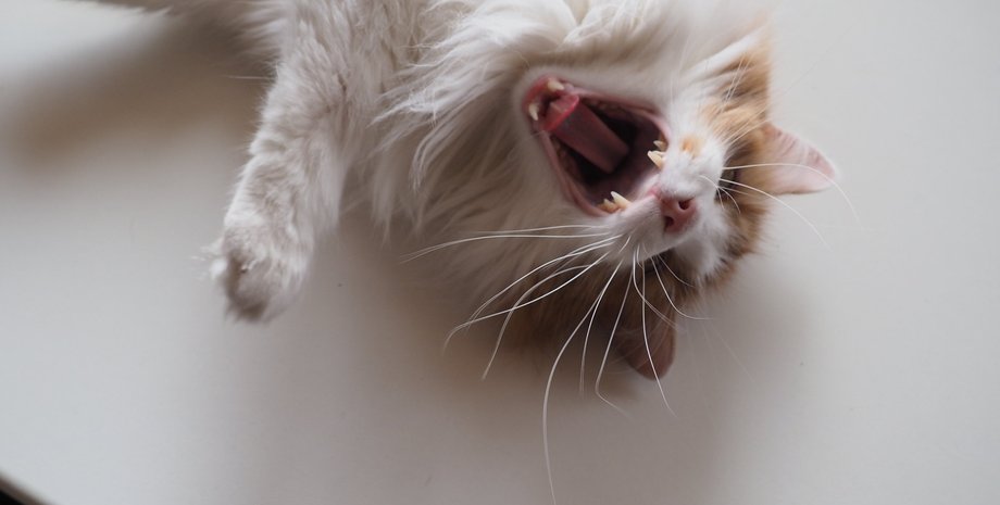 кіт, підлогу, позіхання, фото