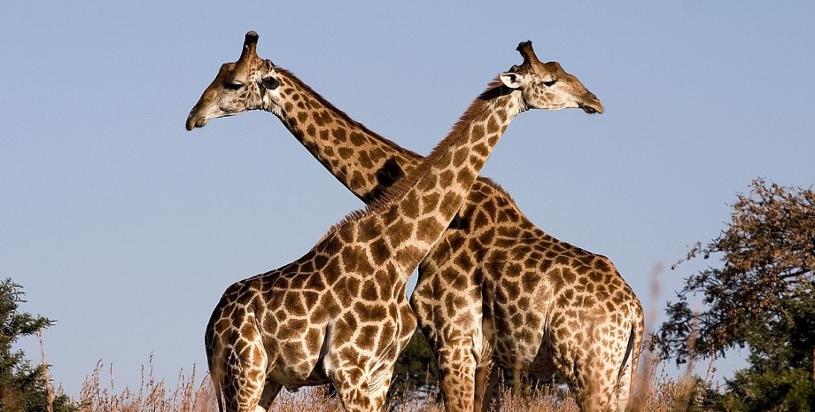 жирафы, шеи, растения, фото