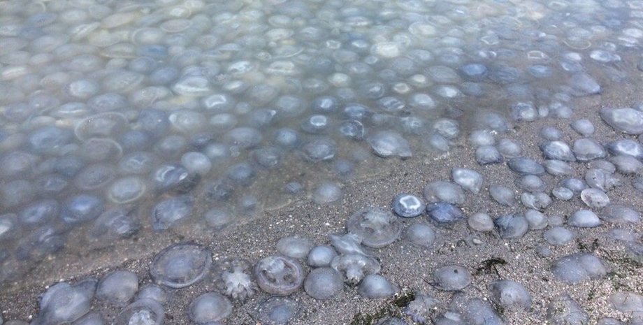 Медузи в Кирилівці, кирилловка медузи, кирилловка, кирилловка медузи 2021, медузи кирилловка липень, медузи