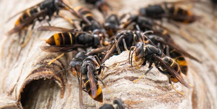 азиатские шершни