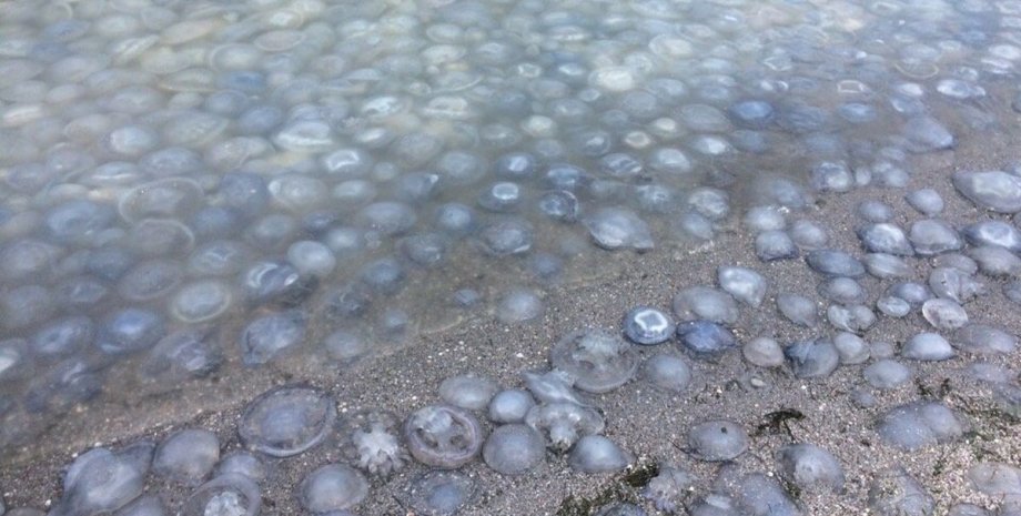 Медузы в Кирилловке, кирилловка медузы, кирилловка, кирилловка медузы 2021, медузы кирилловка июль, медузы
