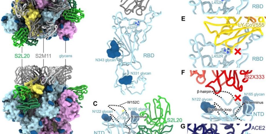 калифорнийский штамм, Пфайзер, вакцины, коронавирус
