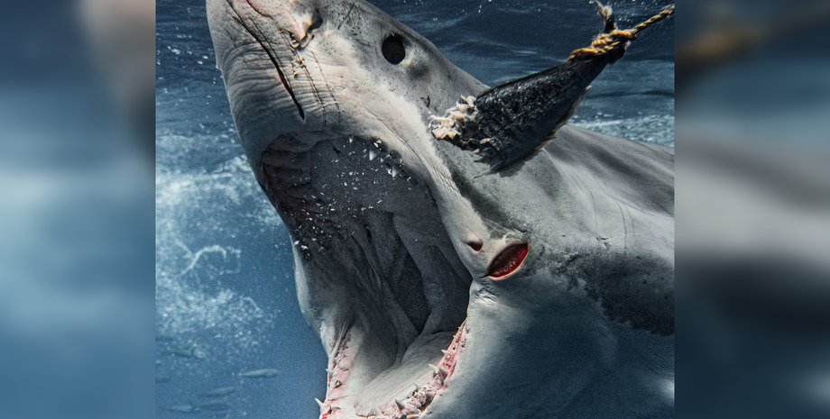 Акула тянется к приманке.