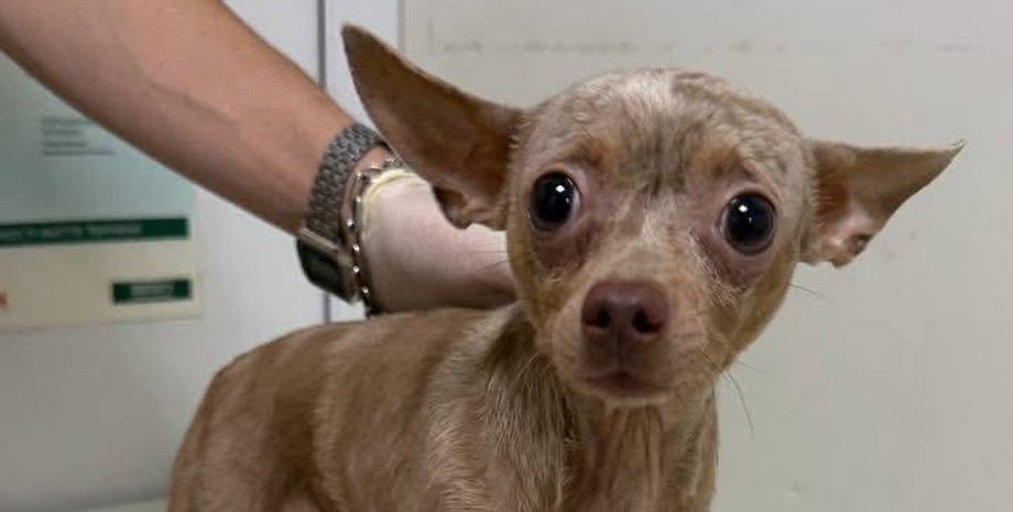 той-терьер Груфалятко