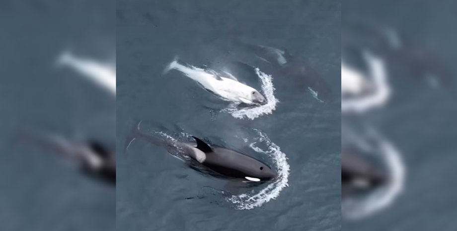 косатка, белая косатка