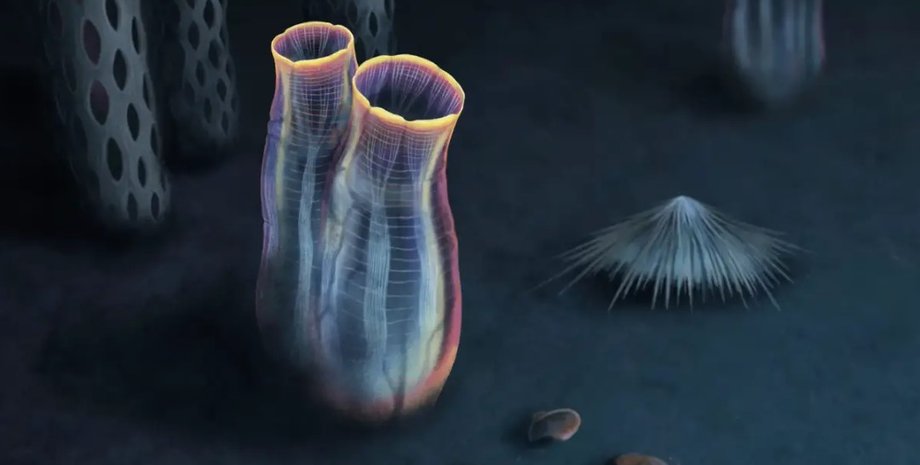 оболочник, древний оболочник