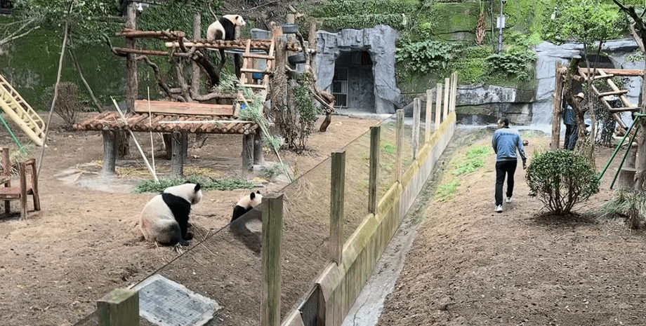 панды курьезы смешное видео Ветеринар помахал пандам рукой: они ответили мужчине, рассмешив сеть