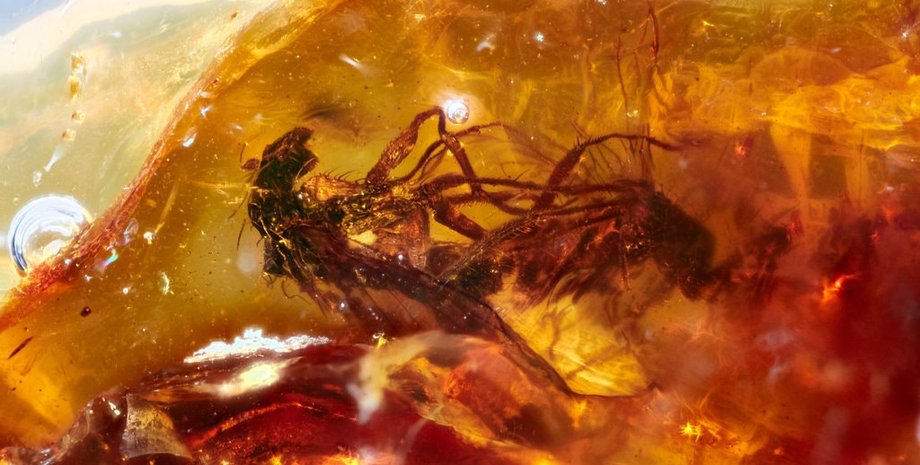 Фото: Jeffrey Stilwell