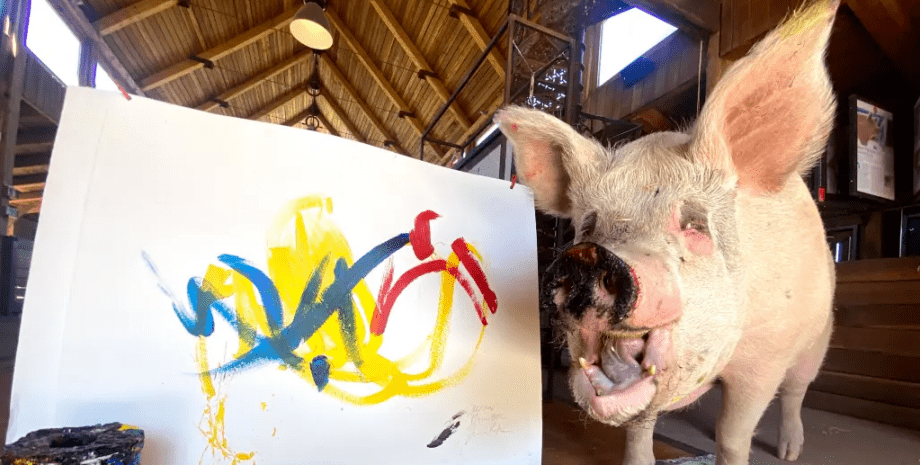 Свинья Пигкассо, свинья-художница, животное, животное рисовало картины, свинья, свиноматка, свинья рисовала картины, заработала миллионы