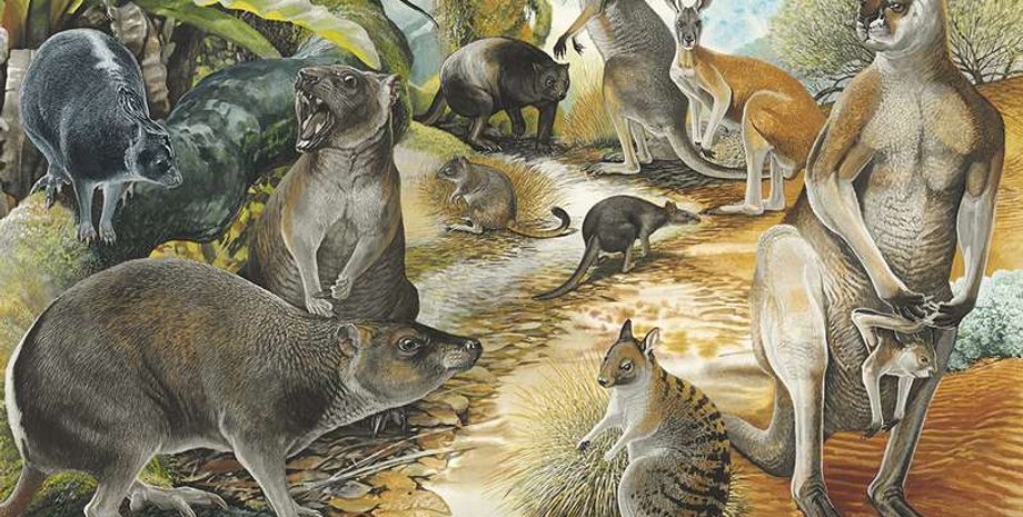 Peter Shouten/Australian Geographic