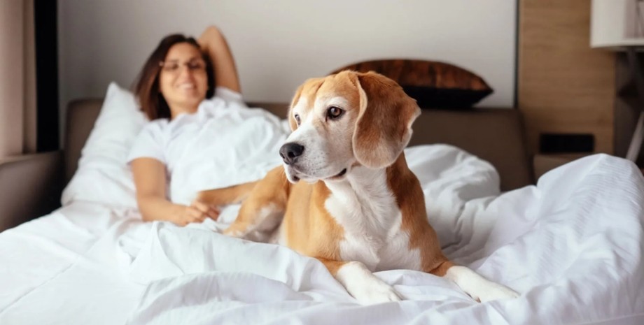Собака лежит в постели Женщина и собака в постели