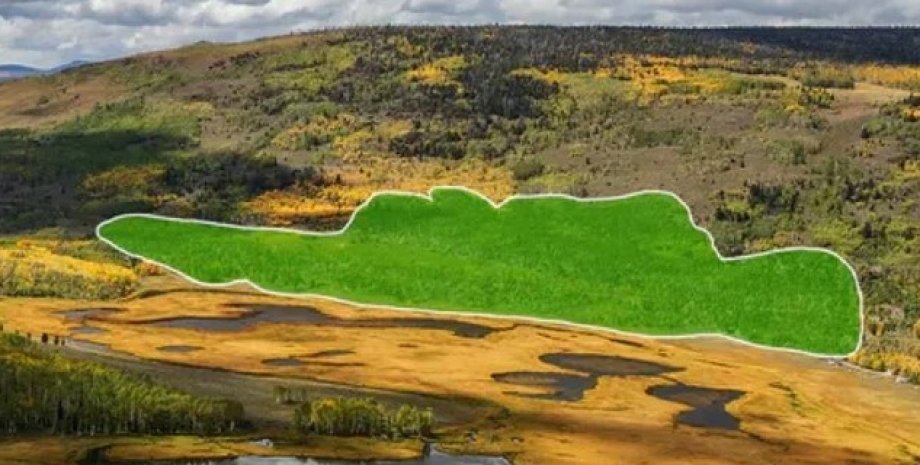 Ученые записали шепот самого крупного и древнего организма на планете пандо, лес пандо, организм пандо