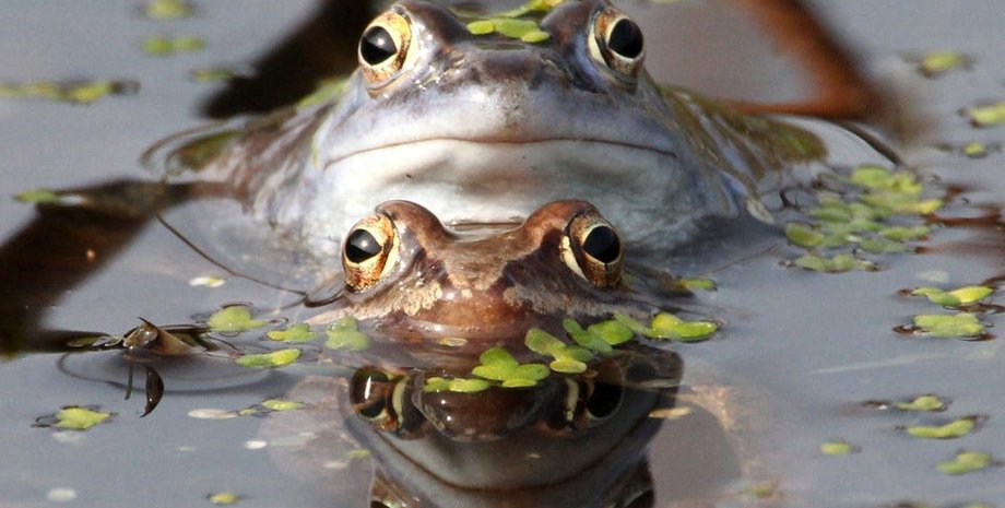 лягушки, жабы, ряска, болото