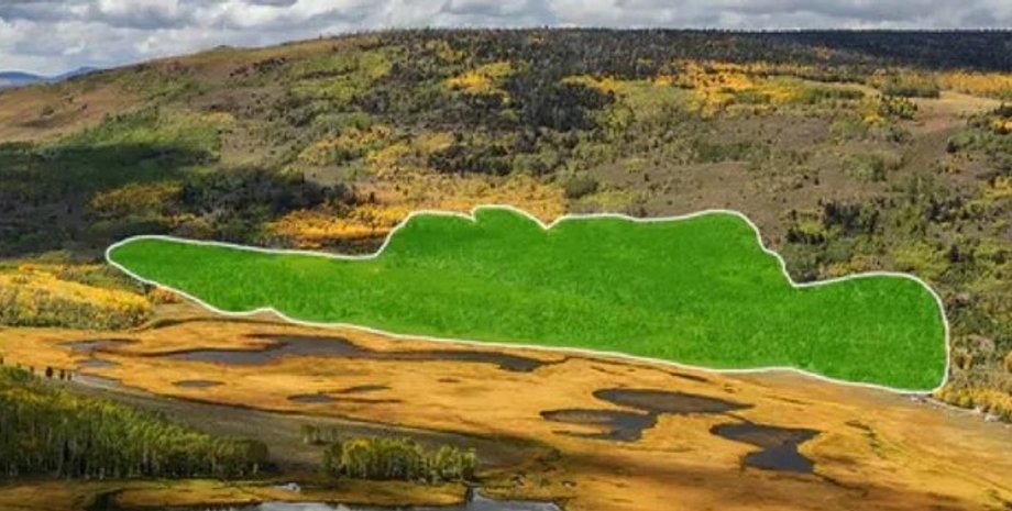 пандо, ліс пандо, організм пандо