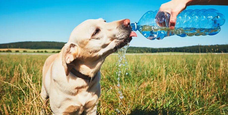 собака, жара, лето