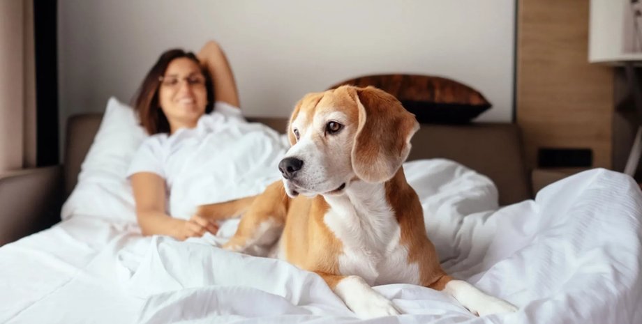 Женщина и собака в постели