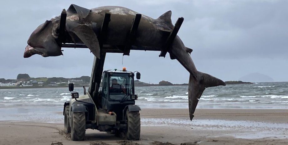 Огромную семиметровую акулу выбросило на пляж в Великобритании, подводный монстр, морское существо, курьезы